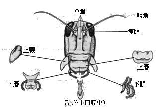 咀嚼式口器