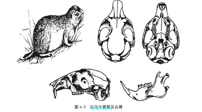 達烏爾黃鼠