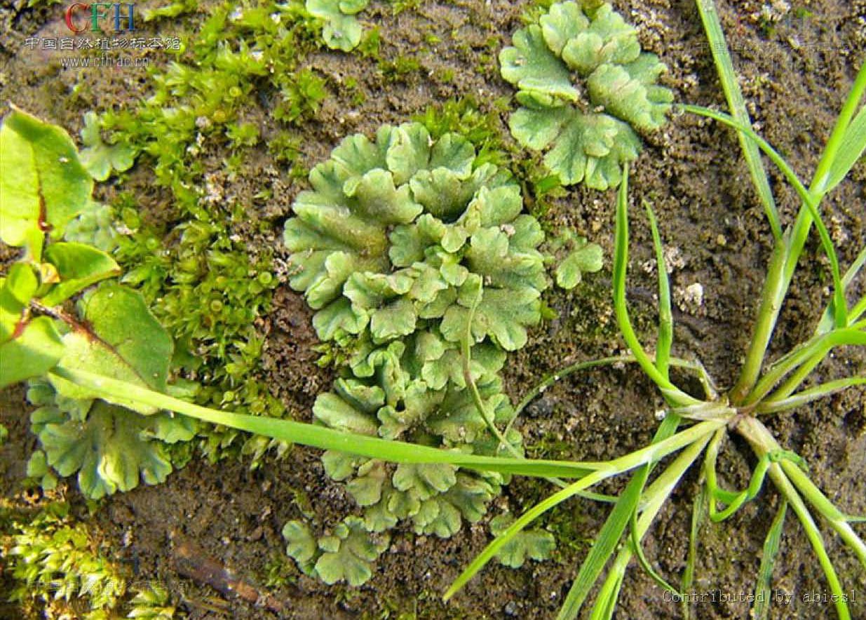 錢苔屬