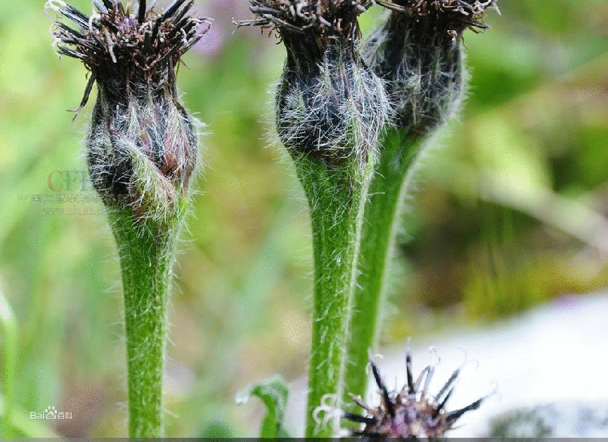 粗裂風毛菊