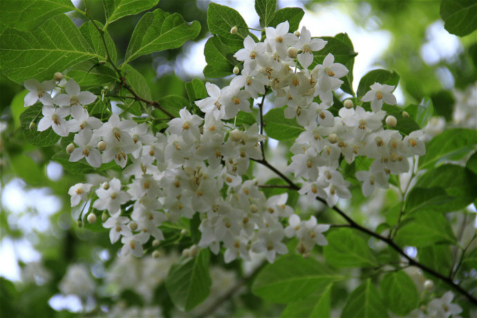 野茉莉