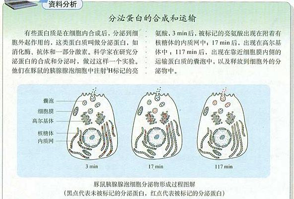 同位素標記法