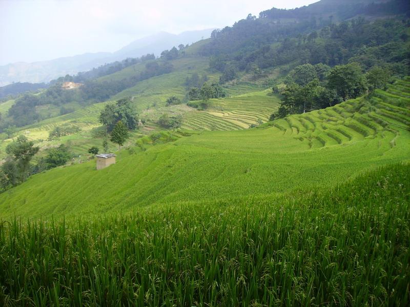 村中田園