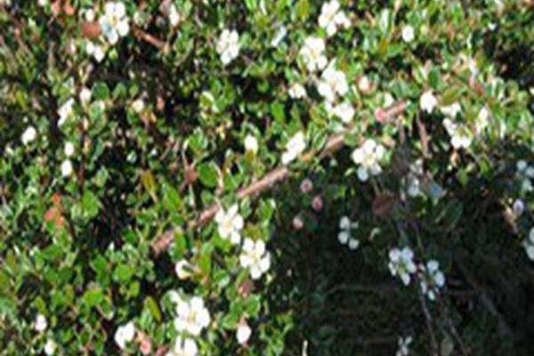 Cotoneaster cochleatus