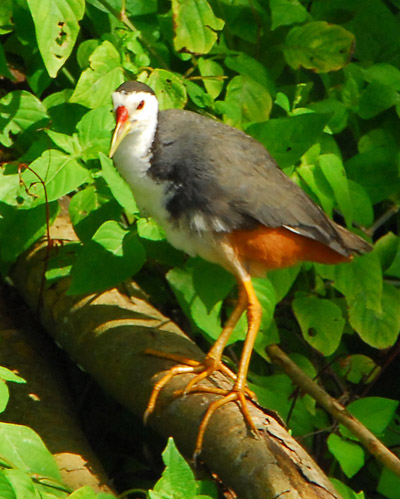 白胸苦惡鳥印尼亞種(圖3)