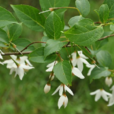 野茉莉(安息香科安息香屬植物)