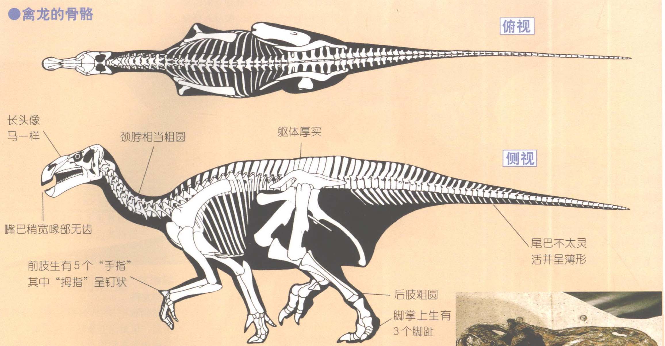 禽龍的骨骼