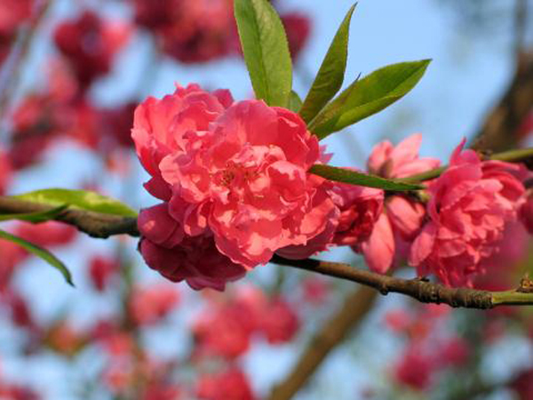 桃(桃樹（薔薇科落葉喬木）)