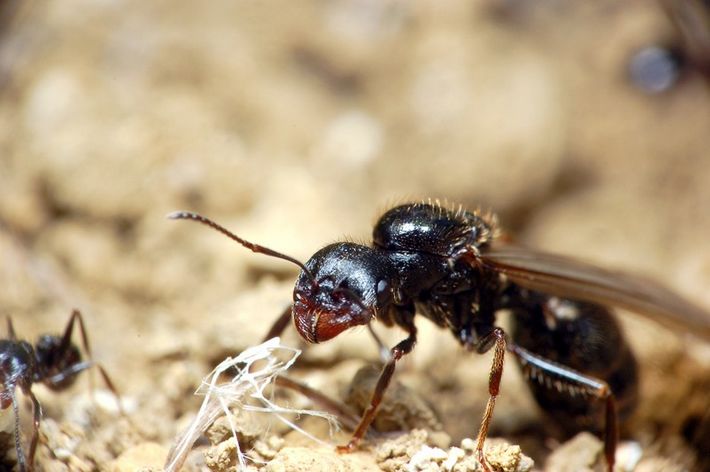 工匠收穫蟻的雌性繁殖蟻