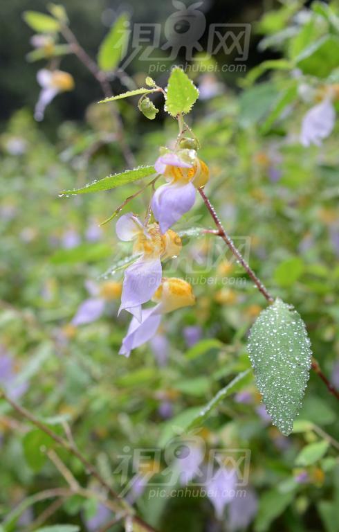 保康鳳仙花