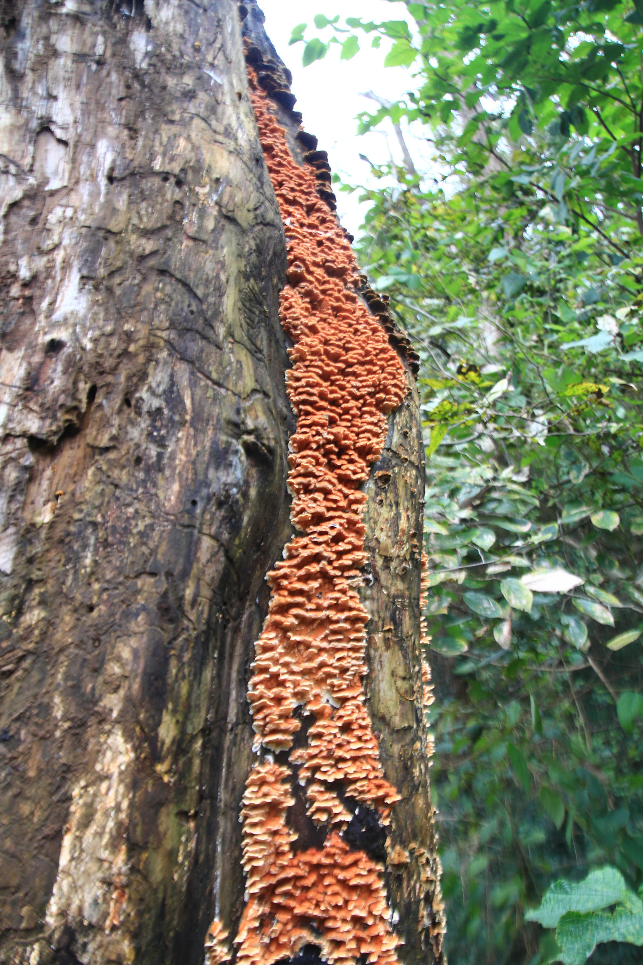 淡紅雲芝