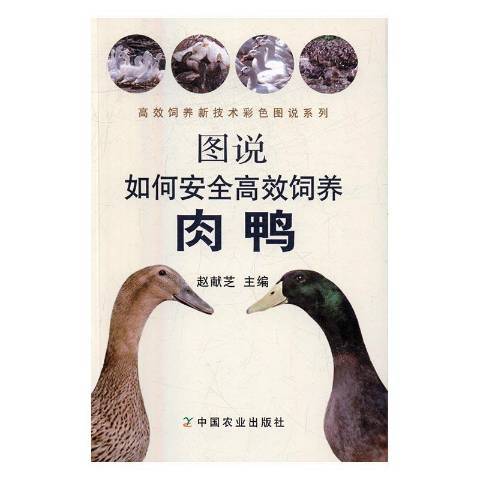 圖說如何安全高效飼養肉鴨