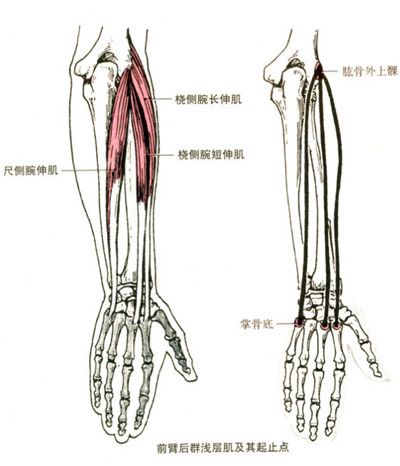 橈側腕短伸肌