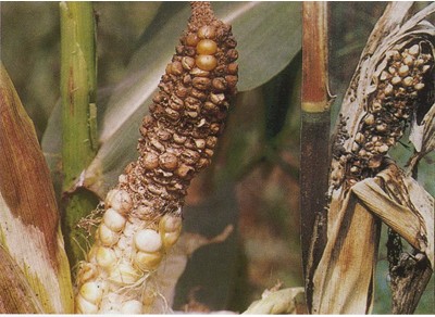 玉米絲核菌穗腐病及外苞葉上小菌核