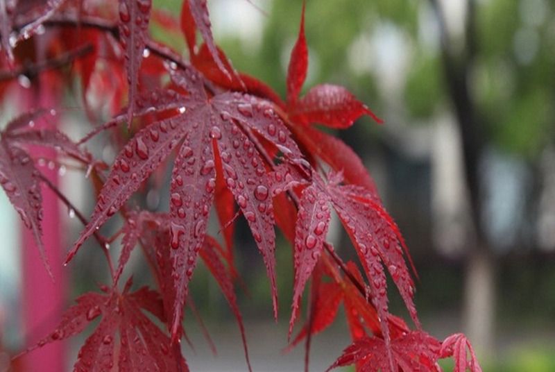 日本紅楓歌姬