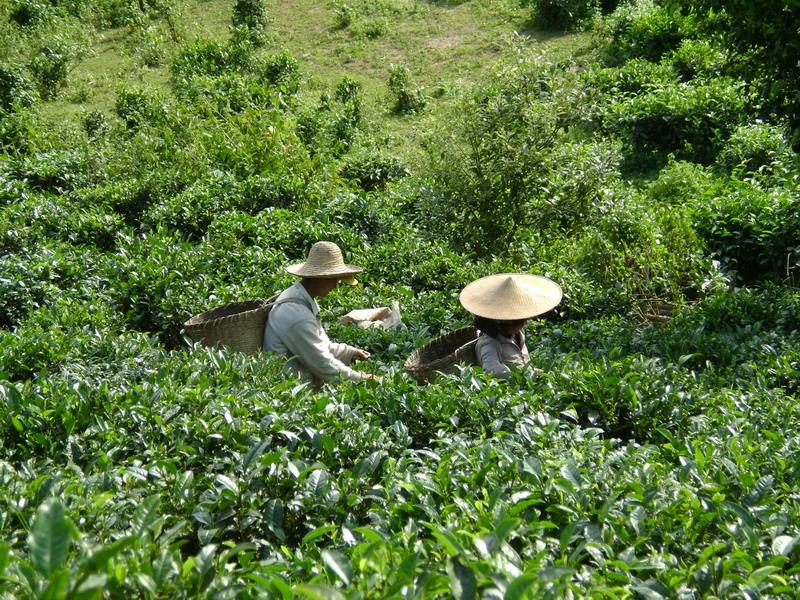 茶葉種植