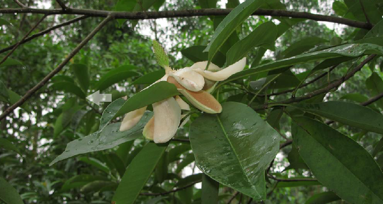 黑芯木蓮