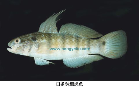 白條鈍鰕虎魚