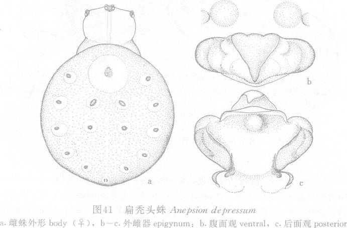 扁禿頭蛛