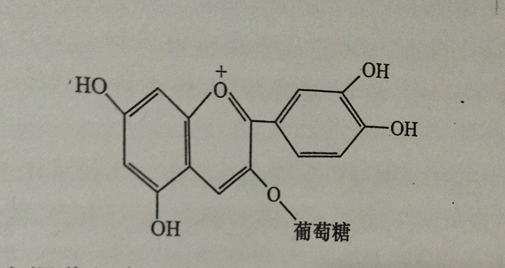 矢車菊-3-葡萄糖苷