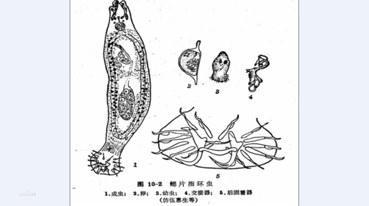 燕形指環蟲