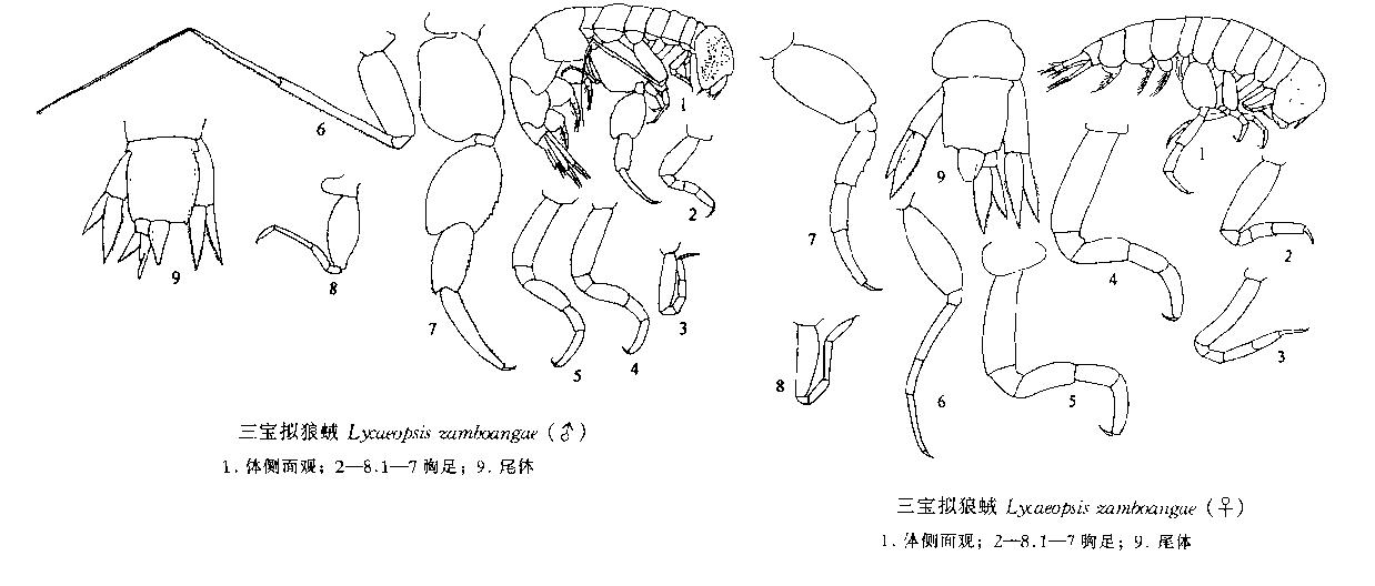 三寶擬狼戎