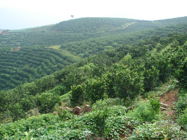 它代村