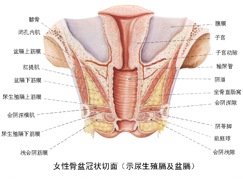 輸卵管