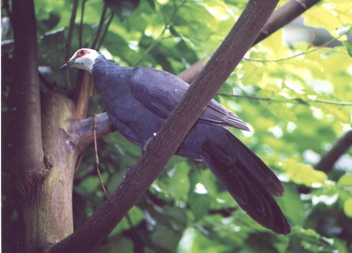 白臉蕉鳩