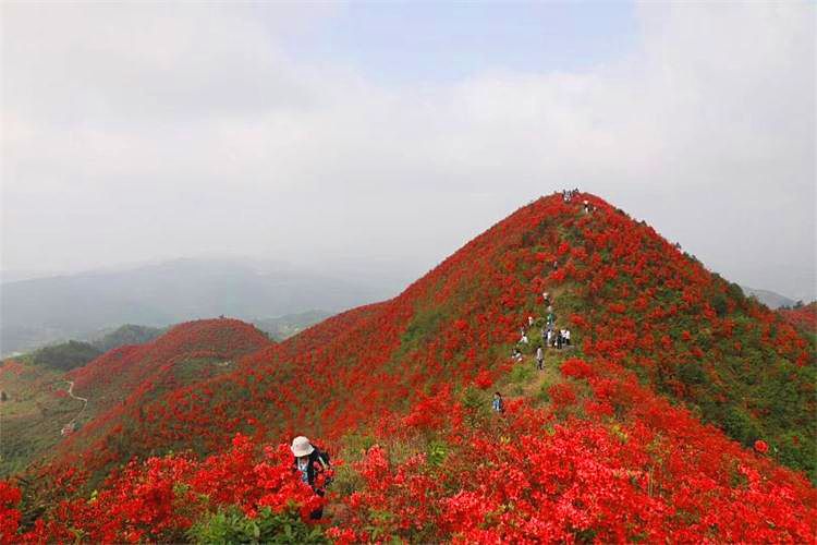 映山紅景區