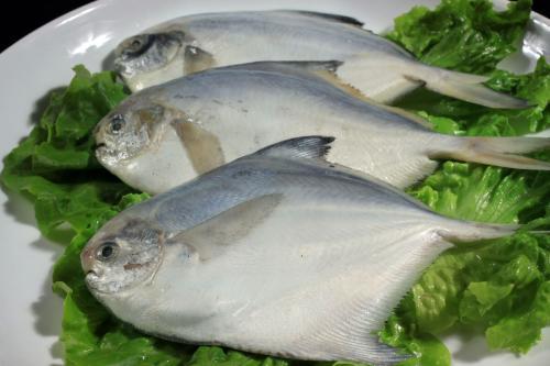 醺鯧魚