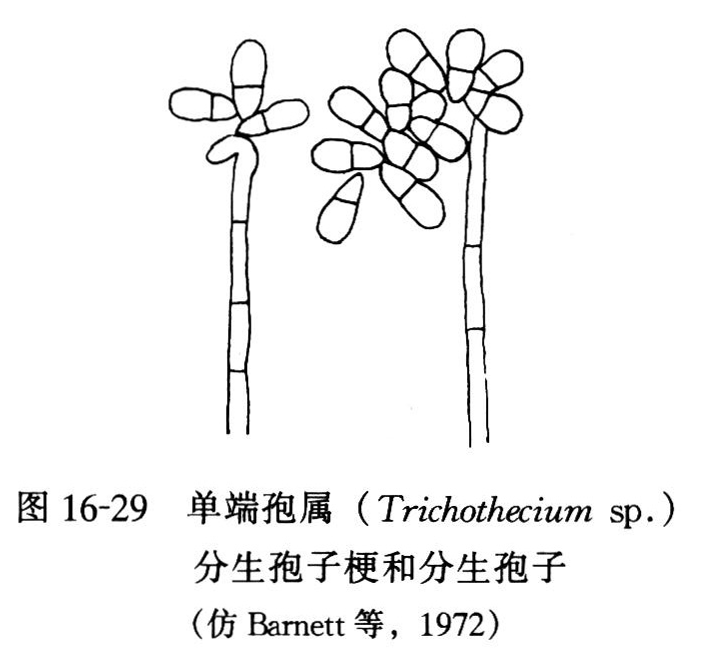 單端孢屬