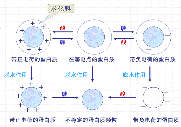 蛋白質等電點