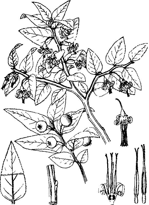 扁枝越桔（變種）