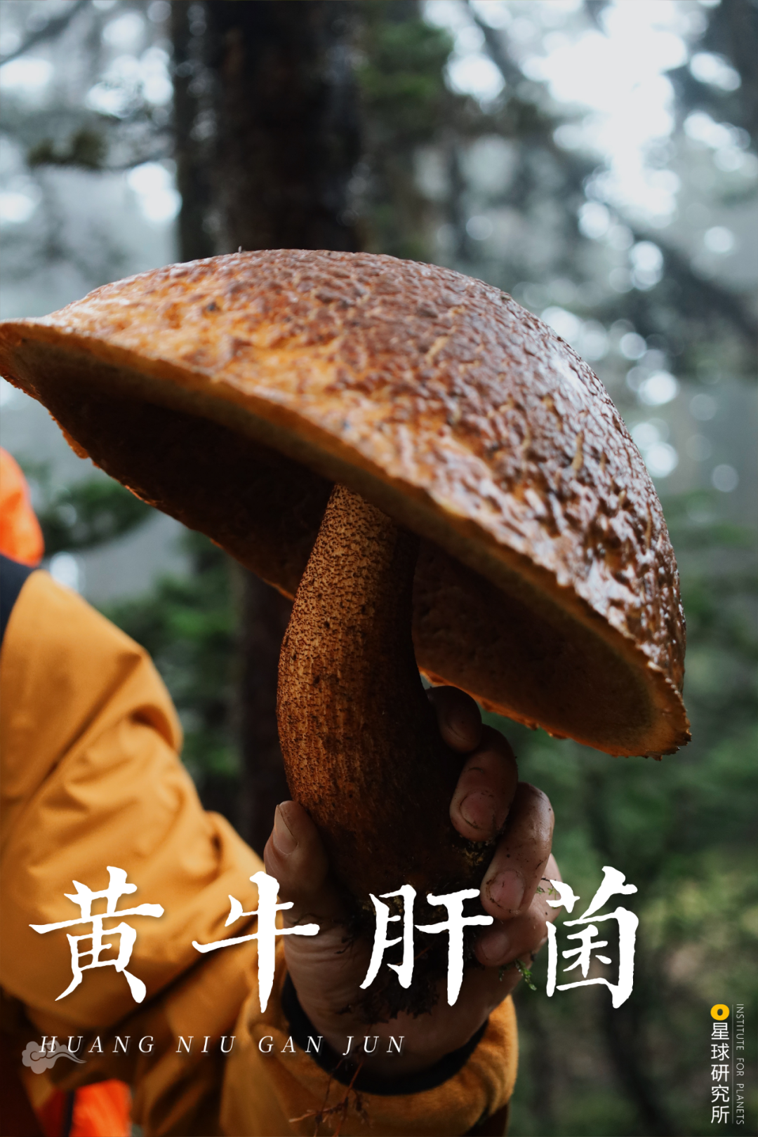 雲南人一定站在食物鏈頂端吧！