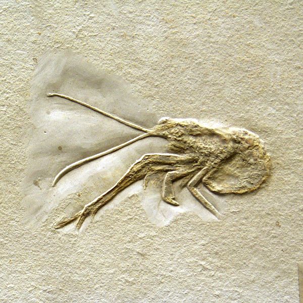 Mecochirus longimanatus - Solnhofen