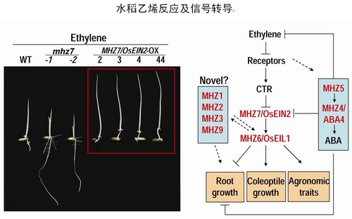 水稻乙烯反應及信號轉導