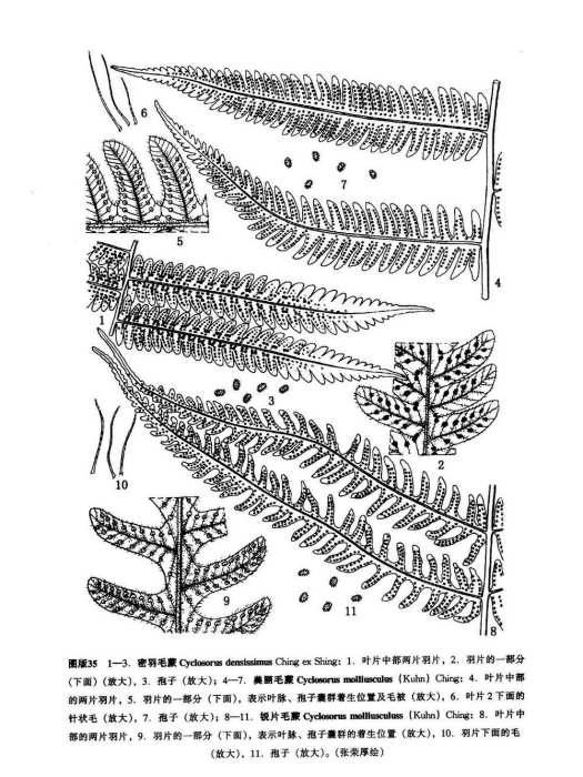 密羽毛蕨