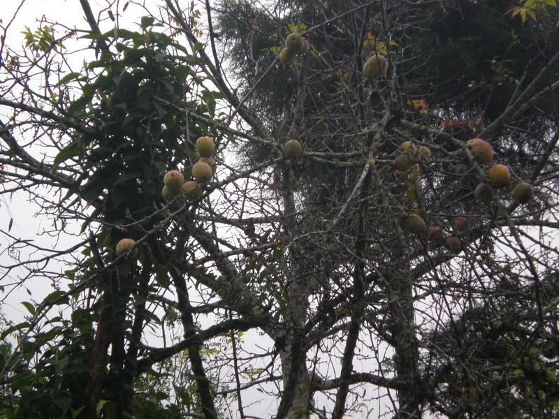 綠蔭塘村(雲南省鎮康縣木場鄉綠蔭塘村)