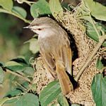 褐頭鷦鶯(Prinia subflava)