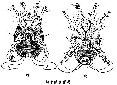 細蟻亞科