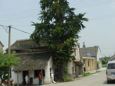 淨湘寺古銀杏樹