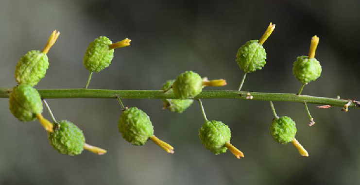 雲南小草蔻