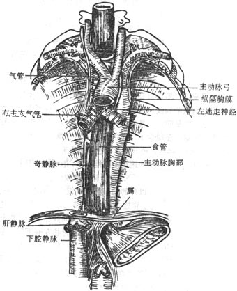 氣管胸段