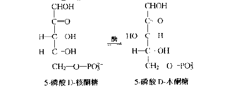 磷酸戊酮糖差向異構酶