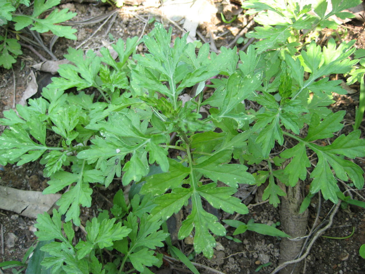 真蕨植物門