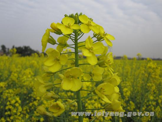 大市鄉油菜花開兆豐年