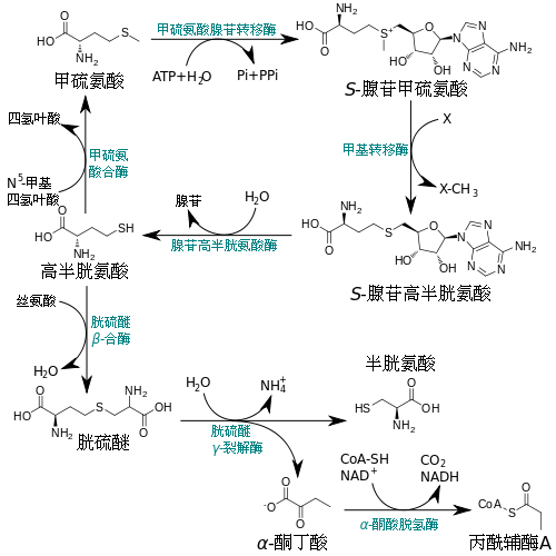 同型半胱氨酸代謝