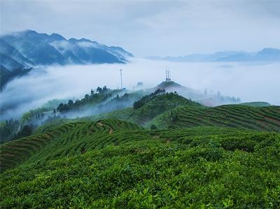 景寧惠明茶