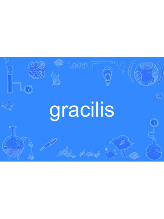 gracilis